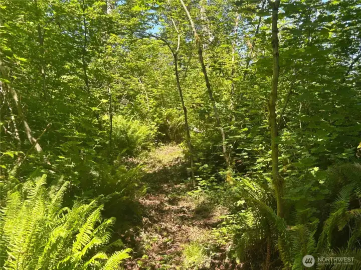 Trails cut through the approximately seven forested acres.