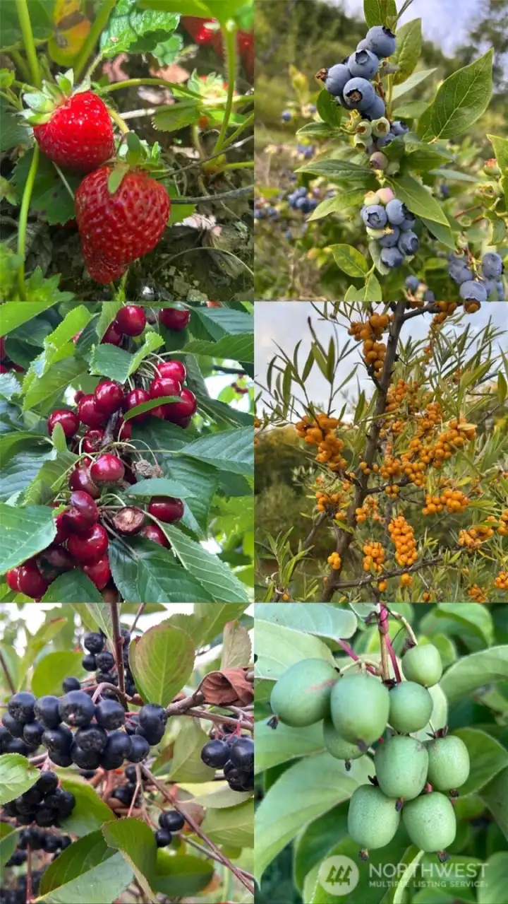 Some of the berries grown on the property.
