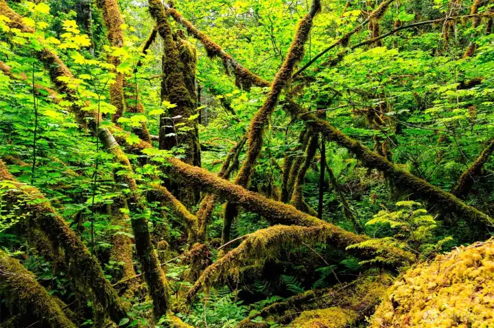 Lovely diversity of trees. Vine maple and Douglas fir to name a few.