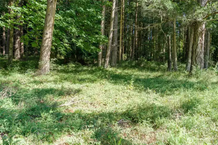 About half of the 5 acres is mature woods perfect for walking trails.