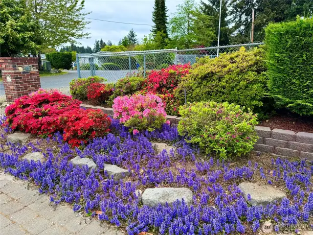 Gorgeous color in the spring.