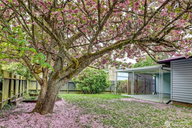 This magnificent blossoming cherry tree can be yours!