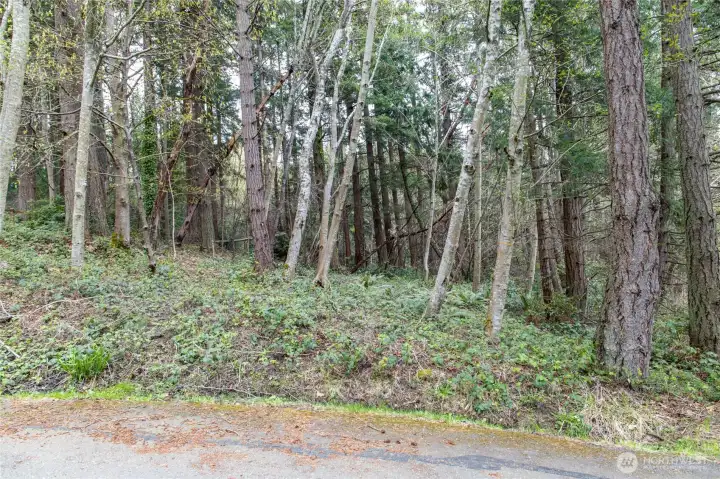 Lot 6 Lightly treed house site
