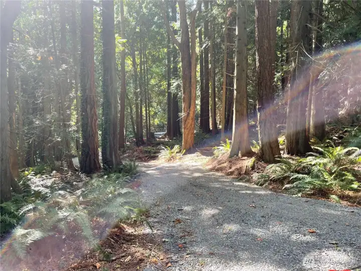 Ample light filters through beautiful mix of cedar and fir trees.