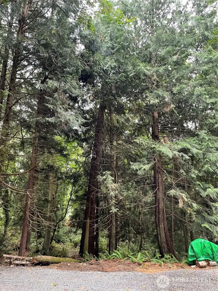 Gorgeous mix of cedar and fir trees throughout property.