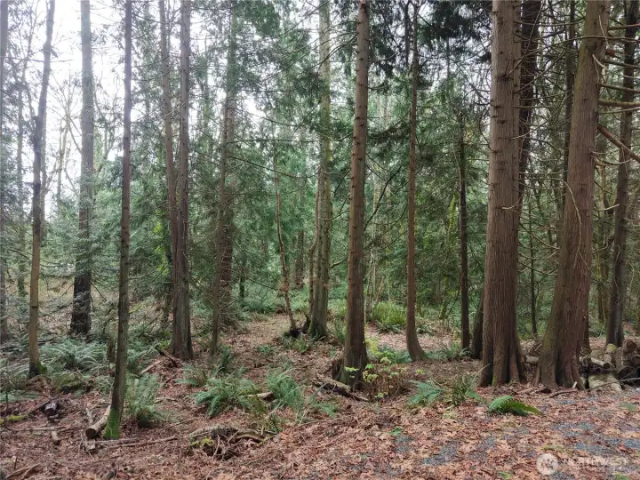 Gorgeous mix of cedar and fir trees throughout property.