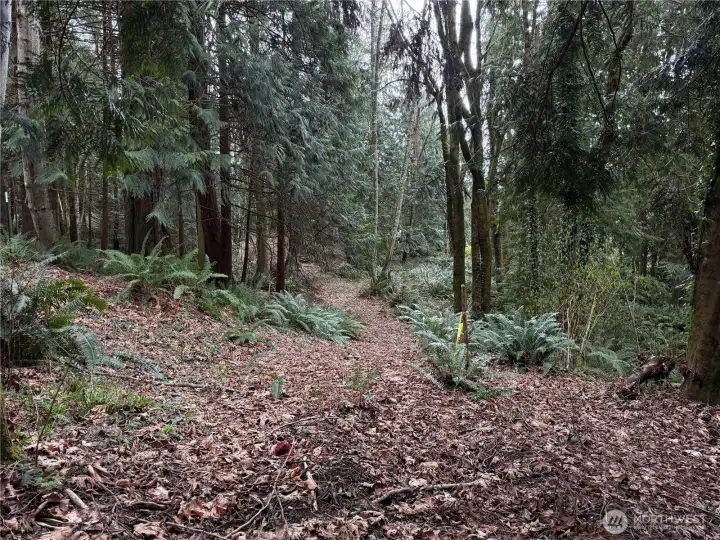 Gorgeous mix of cedar and fir trees throughout property.