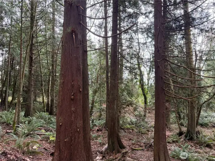 Gorgeous mix of cedar and fir trees throughout property.