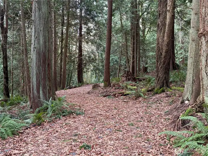 Picturesque gravel access road leads to large level pad.
