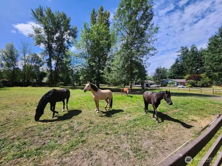 South Pasture
