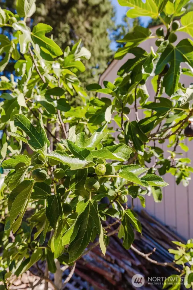 Fig Tree