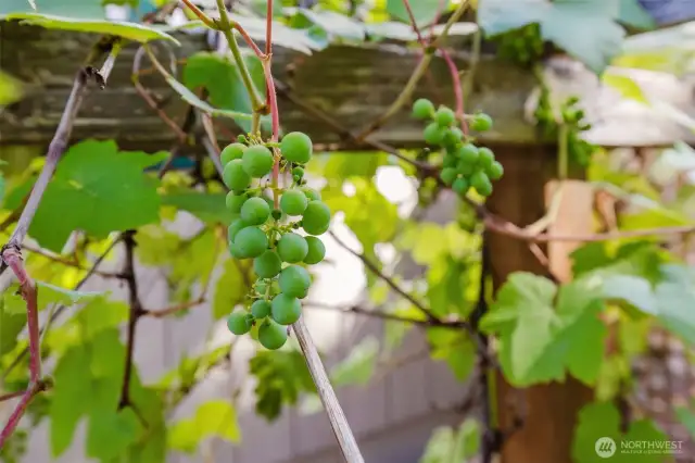 Grapes hanging from Trellis