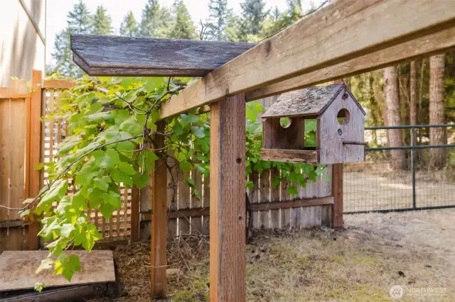 Grape Trellis