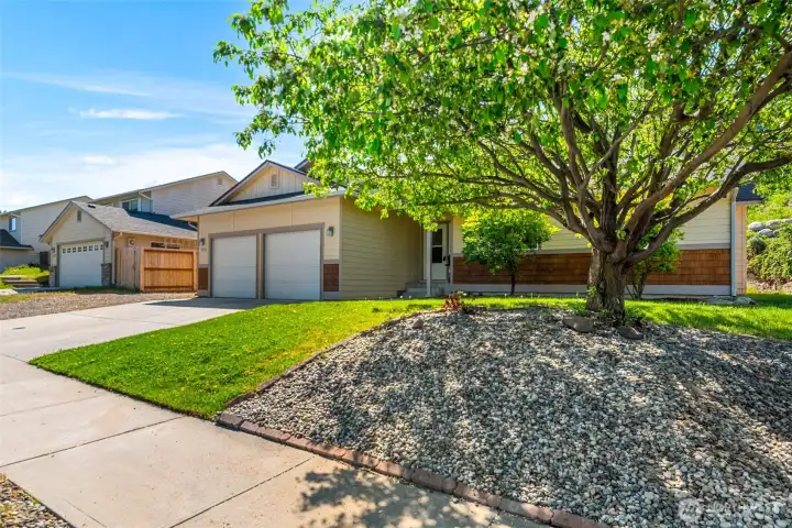 Pretty flowering cherry tree