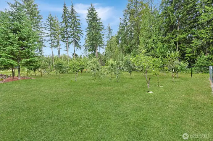 The orchard - 30+ Fruit trees and lots of room to expand your own garden  space.