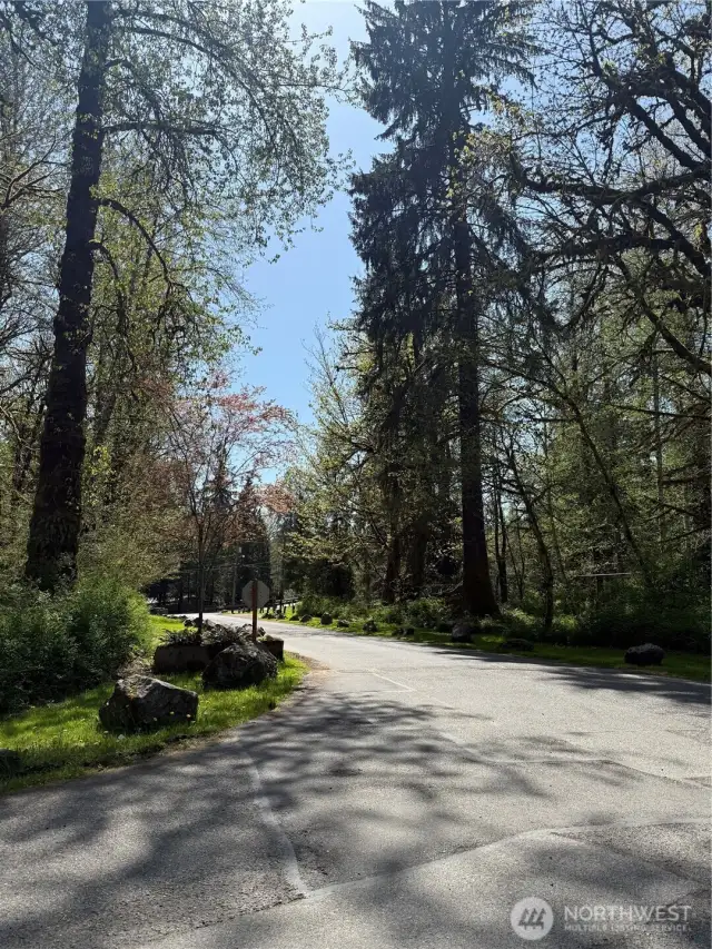 Road leading into River N Forest