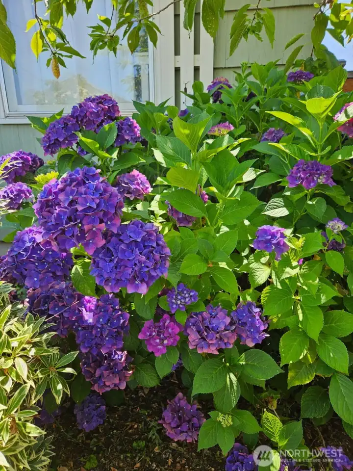 Beautiful blooms in the spring time!