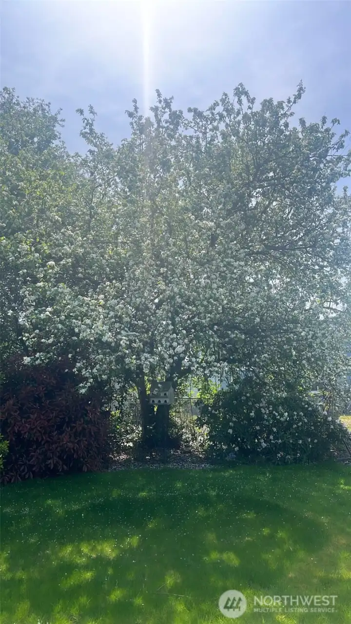 Beautiful blooms in the spring time!