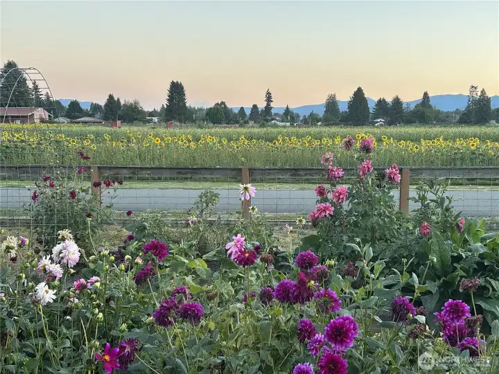 Peaceful Sunset at the Dahlia House