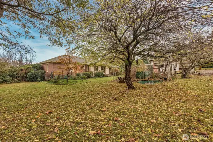 Back yard with fruit trees.