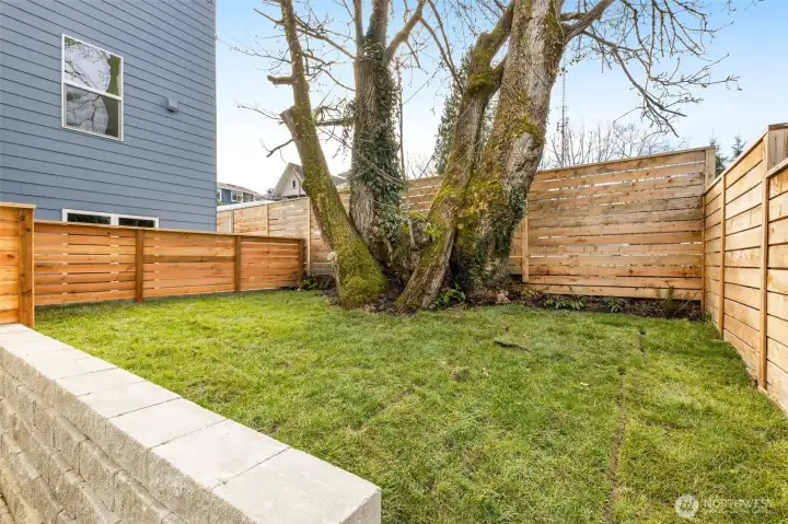 MASSIVE private backyard features a beautiful big leaf Maple tree.