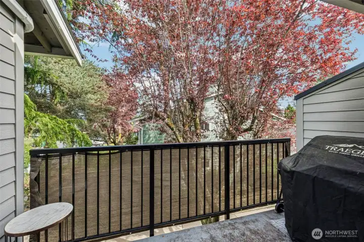 A gorgeous lace japanese maple tree filters light and brings beautiful color for your private deck