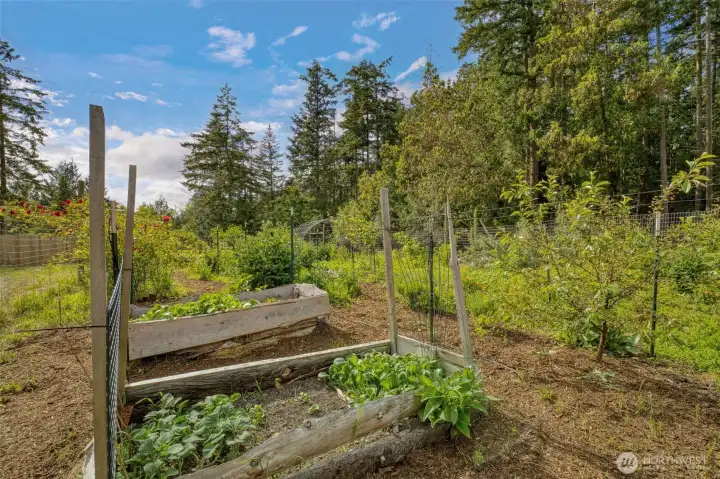 Established veggie garden. Established veggie garden.