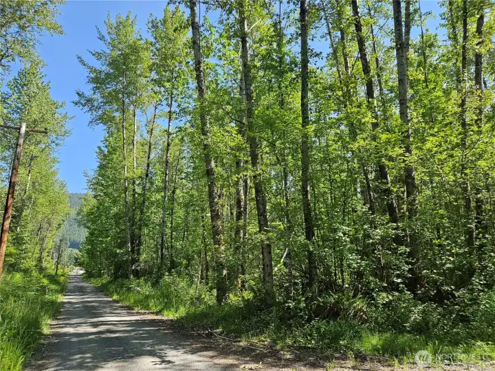 Towering trees give plenty of privacy