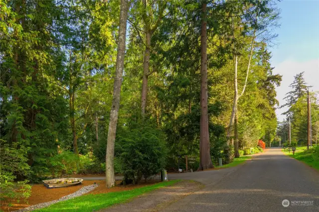President Pt - where the road is more like a walk in the woods. Where folks pull over to let each other pass and stop to talk.  The beauty is tall trees, long beach walks, over a mile of beach to enjoy, kind neighbors...