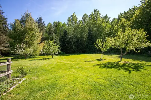 back yard