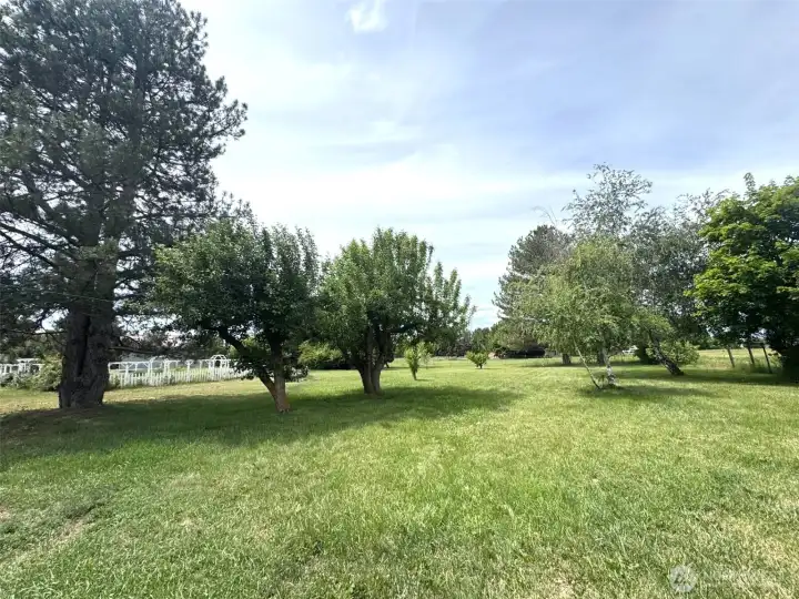 Mature apple trees