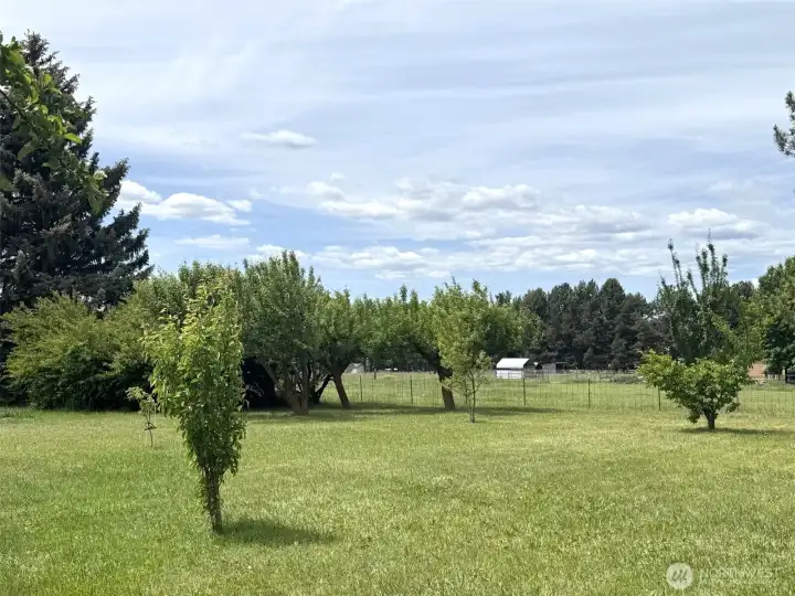 Pear, plum, and more apple trees