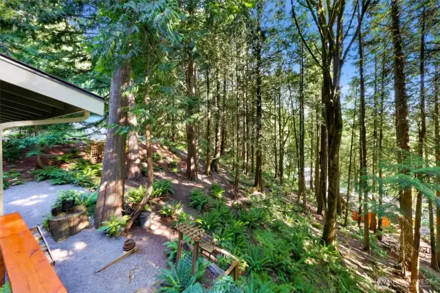 Terraced garden spaces throughout this triple lot, ferns, trees,