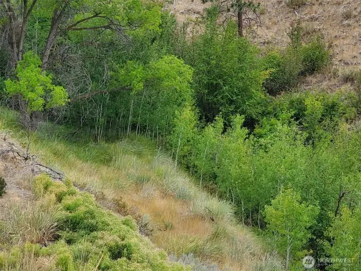 Atypical setting in the Shrub-steppe landscape of Methow Valley area. Lush, green Spring-fed creek enhances the property with Aspen trees, service berry, chokecherry, Ponderosa pines, native bunch grasses and more. Incredible land with 2 unique view settings to build your Cabin or home on.