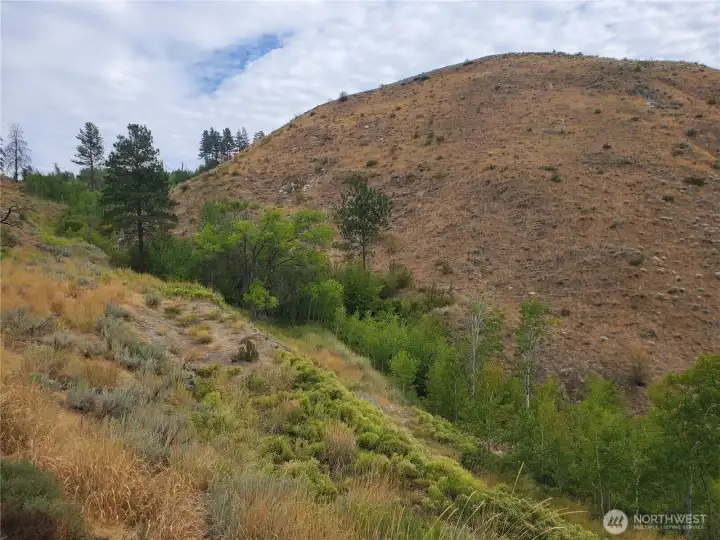 Original homestead road to homesite in trees on this 21.5 Acres.