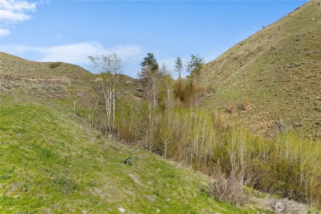 Treed swale through property offers character and wildlife seen often through Aspen trees.