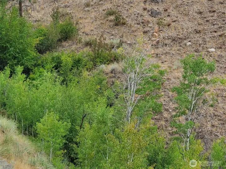 Shrub-steppe meets Spring-fed treed area on this property for a refreshing beautiful home-site!