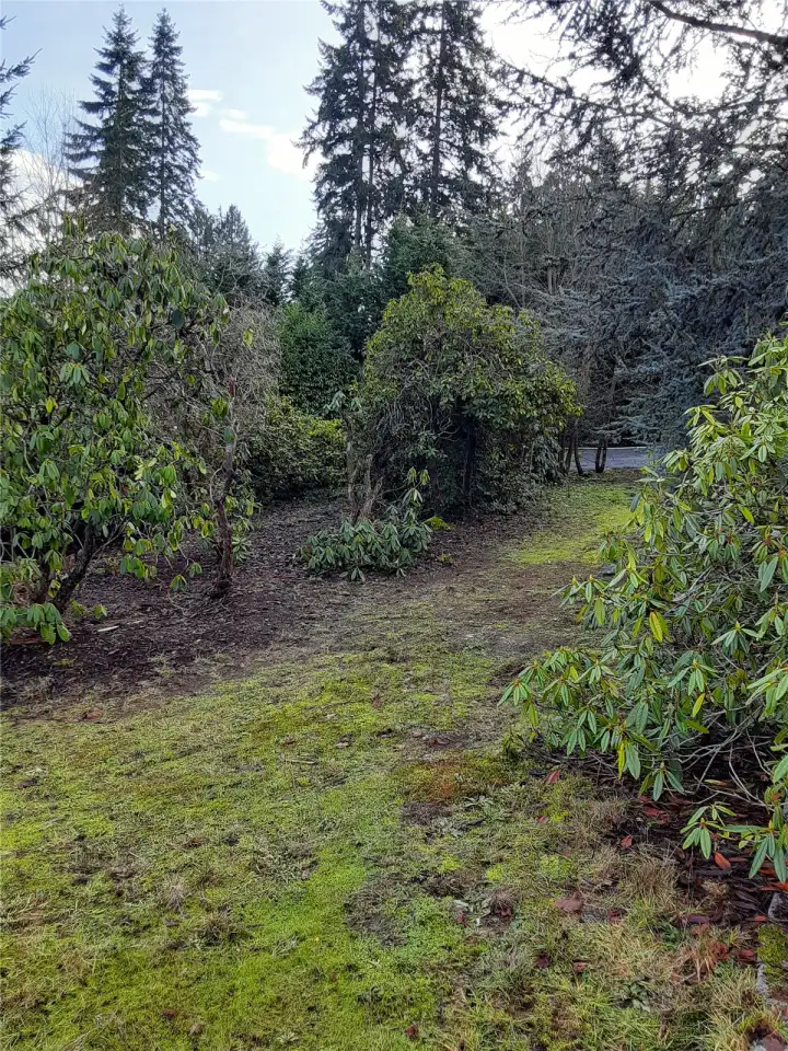 Open space with rhodies