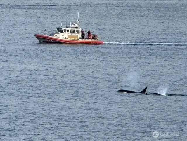 Orca Watching off Alki Orca Watching off Alki