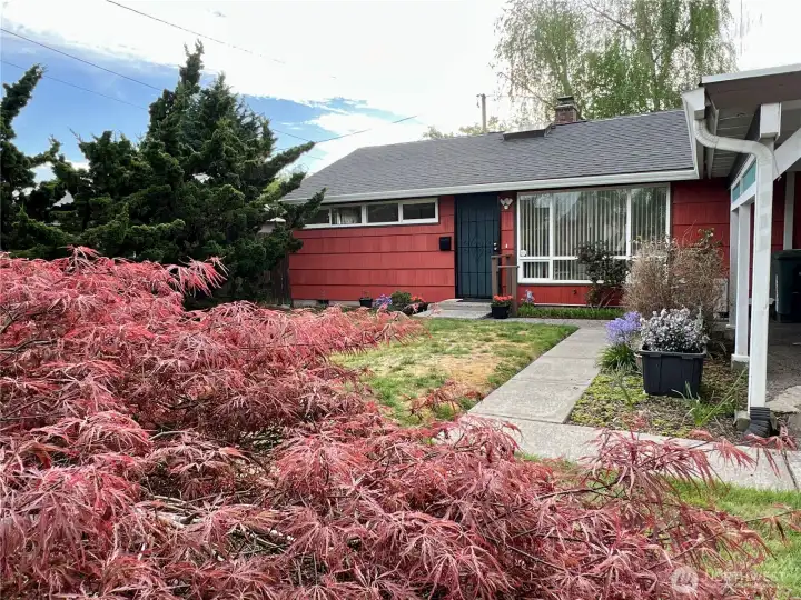 On a quiet street a single story rambler on a lot over 5,000 square feet. A mature laceleaf Japanese Maple is striking from the street