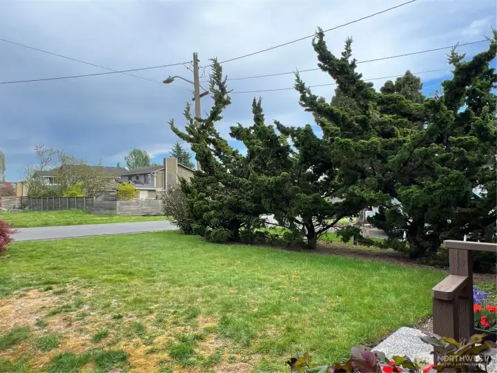 The large east facing front yard has great light all day. The unique border trees are California Junipers, and have a twisting scuptural quality.