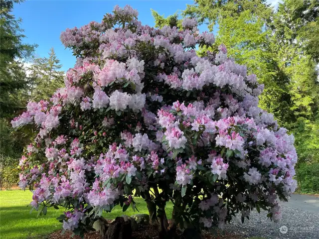 Owner photo of front Rhododendron tree which blooms every May