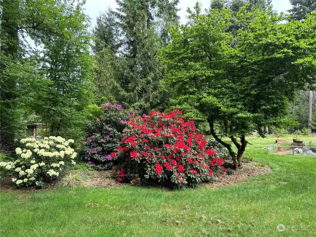Owner photo of backyard landscape in bloom