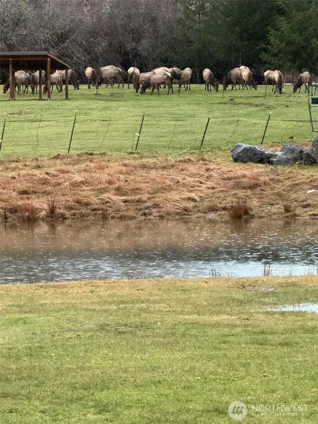 Elk herd in your front yard