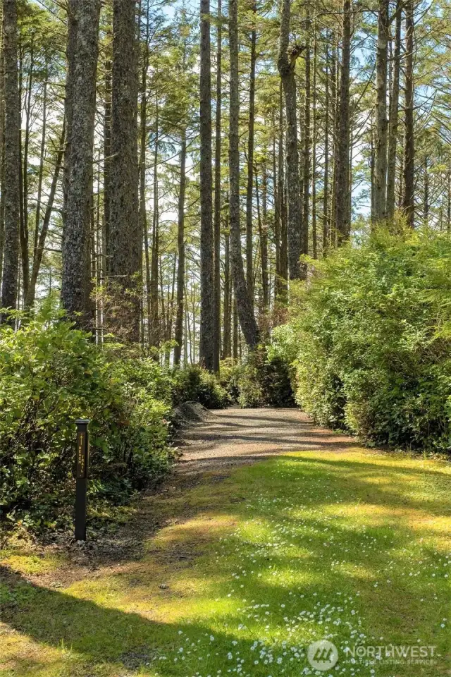 Lush beach trail.....