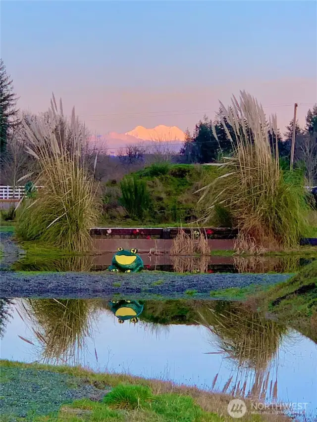 frog water complex