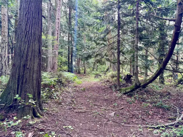 Lot has a rudimentary driveway into interior