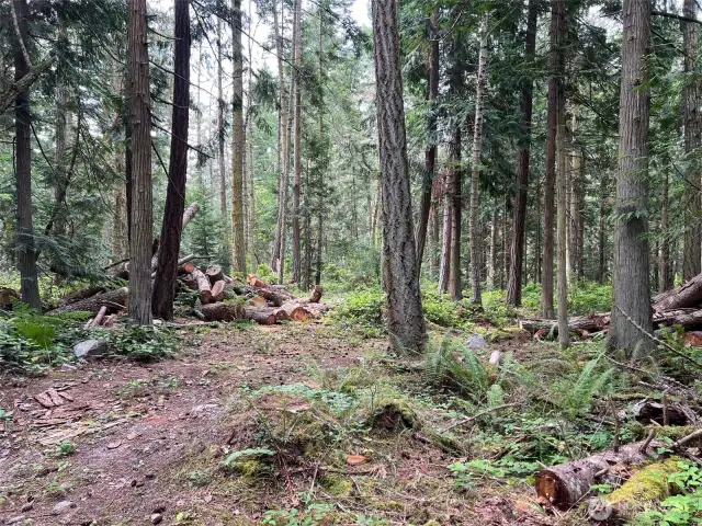 No shortage of firewood