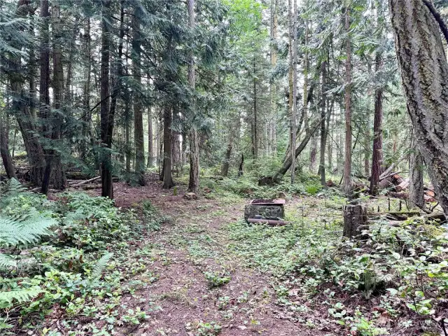 Some clearing has been done to let in more light