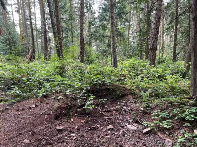 Most of the forest floor is salal